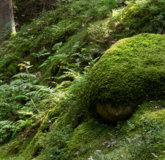 Moss-covered-boulder-in-Gullmarsskogen-ravine.jpg