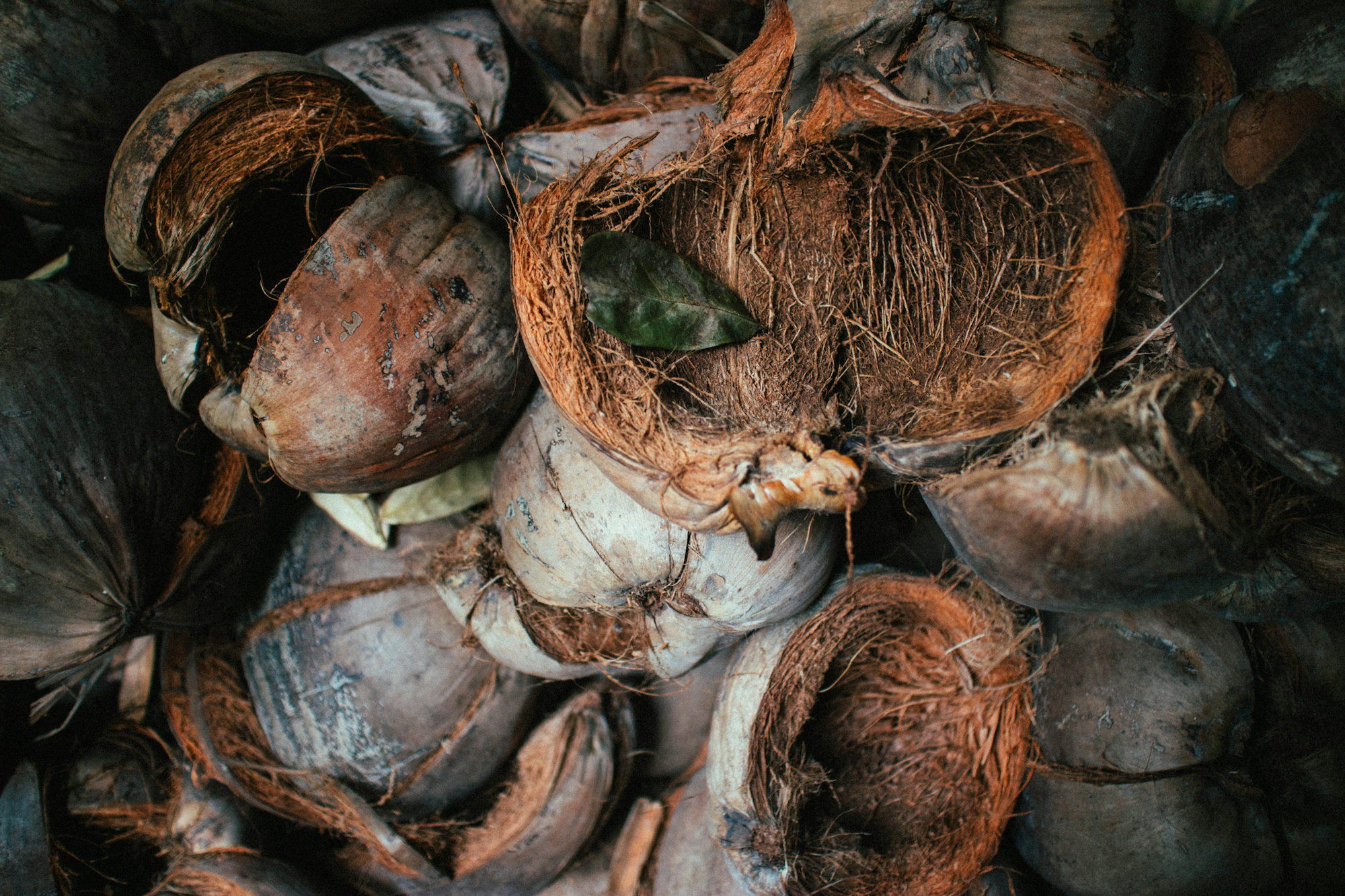 bunch-of-coconut-husks.jpg bunch of coconut husks