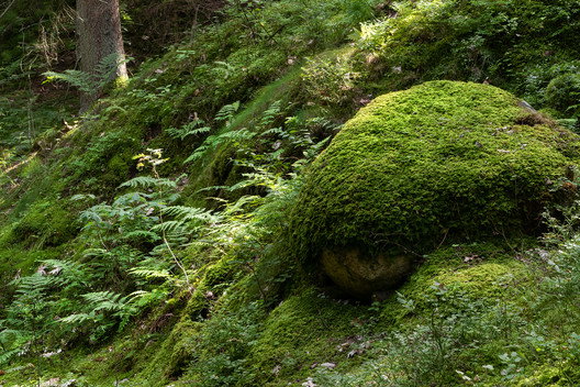 Moss-covered-boulder-in-Gullmarsskogen-ravine.jpg